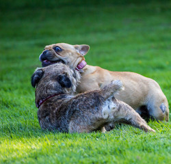 Schnauzer Mischlng und Mops spielen