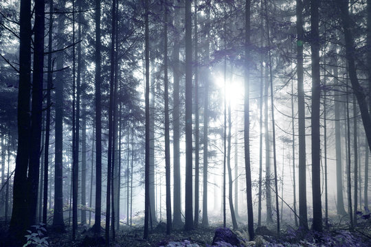 Fototapeta Fantasy dark blue foggy forest tree landscape.
