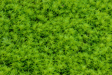 Myriophyllum, watermilfoil, freshwater aquatic plants