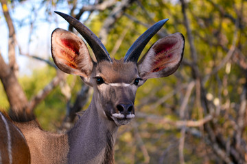 Kudu