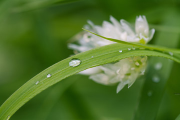 Obraz premium Morning dew on the grass in the spring awakening nature