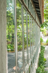 Green garden and plant on window reflection.