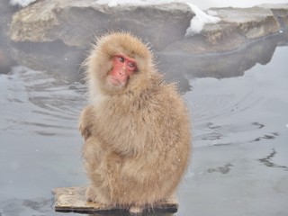 Portrait of a Japanese macaque (snow monkey) in hot spring onsen at Jigokudani Monkey Park in Nagano prefecture, Japan.