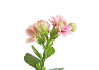 Fototapeta na wymiar Kalanchoe flowers isolated on a white background