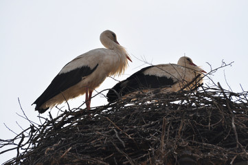 Couple of white stork in nest. Springtime is time for love of storks.