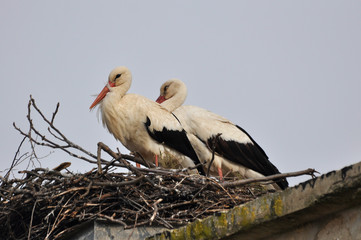 Couple of white stork in nest. Springtime is time for love of storks.