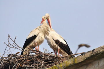 Couple of white stork in nest. Springtime is time for love of storks.
