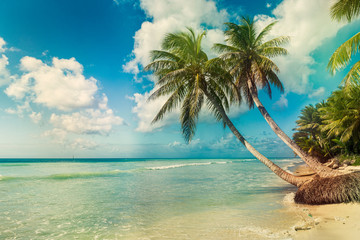 Fototapeta na wymiar Beach with coconut palm, uninhabited tropical island