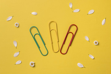 Spring or summer background with copy space for text: chamomiles and petals, big bright multicolored paper clips in the center. Top view. Flat lay.
