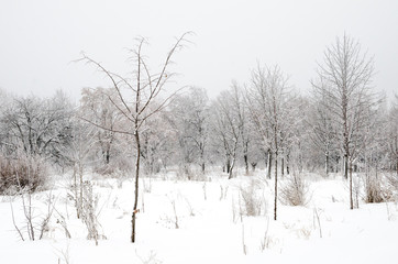 winter landscape