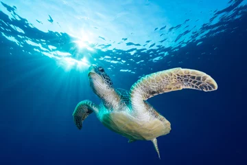 Zelfklevend Fotobehang Green Sea Turtle © divedog