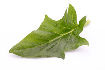 Fototapeta premium Fresh leaves of spinach on the white background.