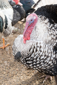 Turkey with its beautiful beak is in the chicken yard