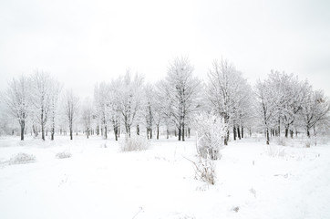 winter landscape