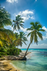 Naklejka na ściany i meble Beach with coconut palm, uninhabited tropical island