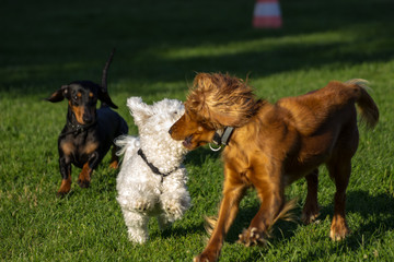 Cocker Spaniel, White Terrier und Dackel spielen auf der Wiese