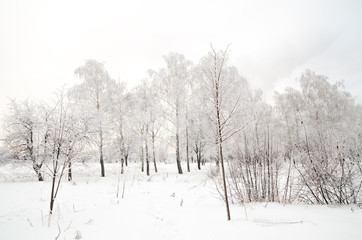 winter landscape