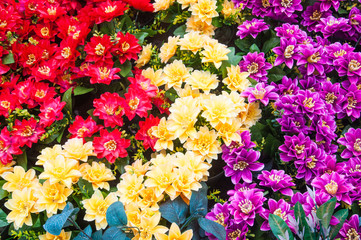 Fototapeta premium Colorful red yellow purple flowers for background.
