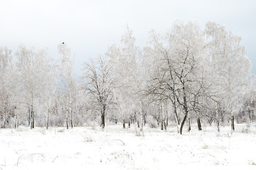 winter landscape