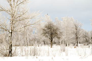 winter landscape
