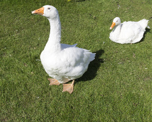 white domestic goose on a green meadow