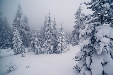 beautiful wintry landscape