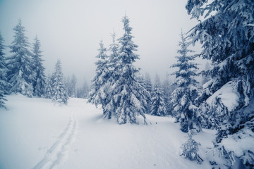 beautiful wintry landscape