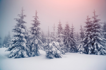 Fantastic wintry landscape