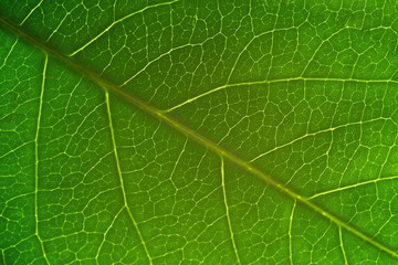 Leaf Macro