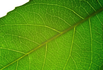 Leaf Macro