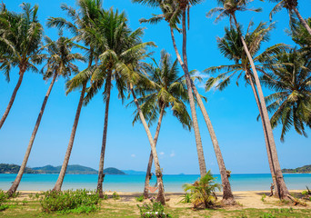 Fototapeta na wymiar Coconut palm on a tropical beach