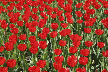 field of red tulip in spring sunny day