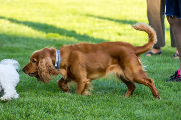 Cocker Spaniel sucht