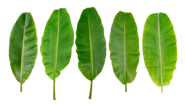 Banana Leaf Images – Browse 258,711 Stock Photos, Vectors, and Video |  Adobe Stock
