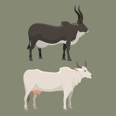 Bull and cow farm animal vector illustration.