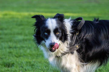 Border Collie schaut mit rechtem blauem und linken braunen Auge