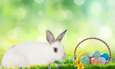 Easter background. Cute Little bunny and Easter eggs on green grass