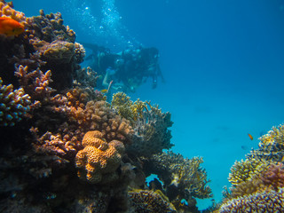 Fototapeta na wymiar Underwater shoot of a couple diving with scuba near reef