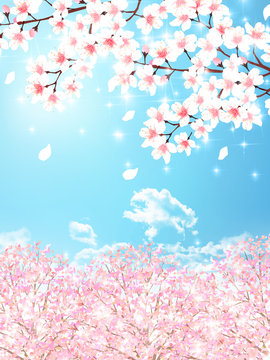 桜　春　花　背景 
