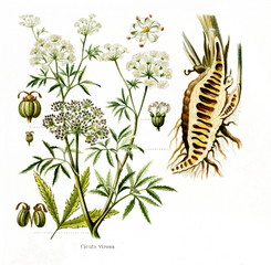 Cowbane (Cicuta virosa) (from Meyers Lexikon, 1895, 7/568/569)

