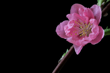 Japanese peach blossom on black