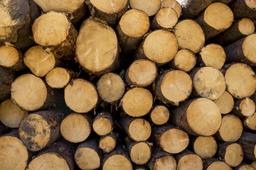 Umgeschnittene Baumstämme