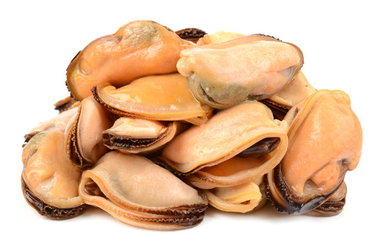 mussels on a white background