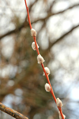 willow buds © sosnytskyi