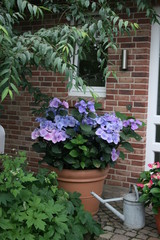 Hydrangea macrophylla blau Tellerhortensie Dekortopf Zoro 2