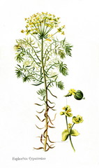 Cypress spurge (Euphorbia cyparissias) (from Meyers Lexikon, 1895, 7/568/569)