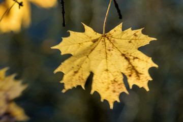 ein Blatt im Herbst