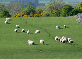 Fototapeta na wymiar Flock of sheep wandering up grassy hill