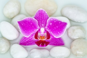 Orchideenblüte