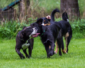 Sennenhund, Boxer, Mischling Schnauzer beim Spielen